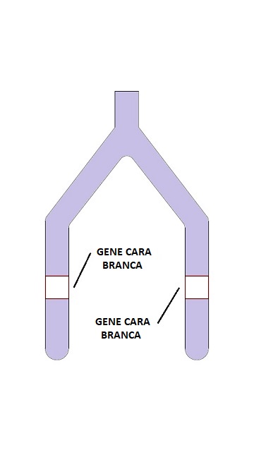 cromossomo calopsita pastel cara branca